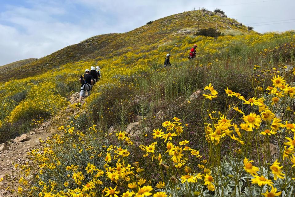 People walk on a trail past wildflowers.