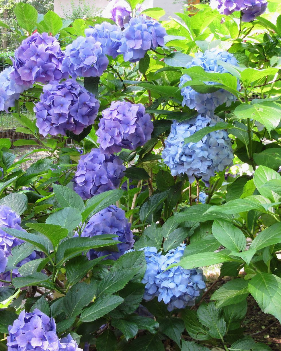 summer flowers hydrangea