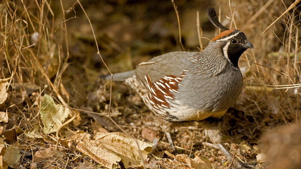 The ancestor of all today’s birds survived the cataclysmic asteroid strike which killed the dinosaurs because it was a quail-like creature which waddled on the ground. Pictured is a modern-day quail. Source: AP, file