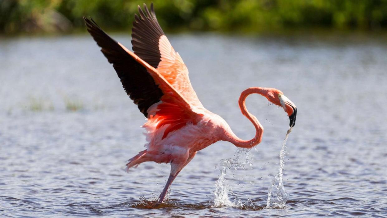 PHOTO: A flamingo takes flight at Honeymoon Island Park in Dunedin, Florida, Sept. 5, 2023. (Douglas R. Clifford/Tampa Bay Times via Zuma Press)