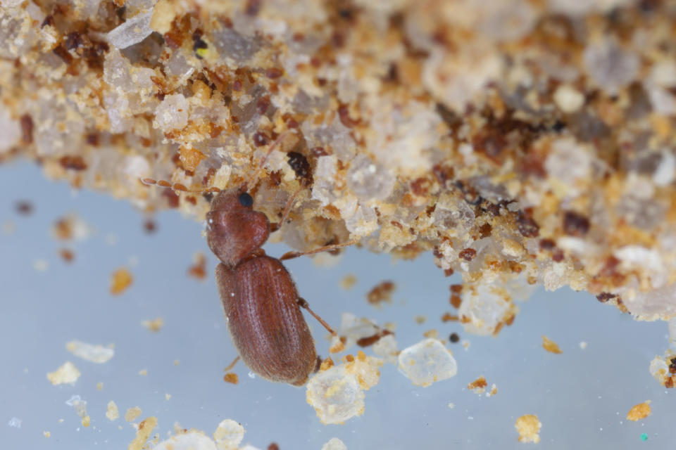 La vrillette du pain adulte mesure de 2 à 4 mm de long (crédit : getty image)