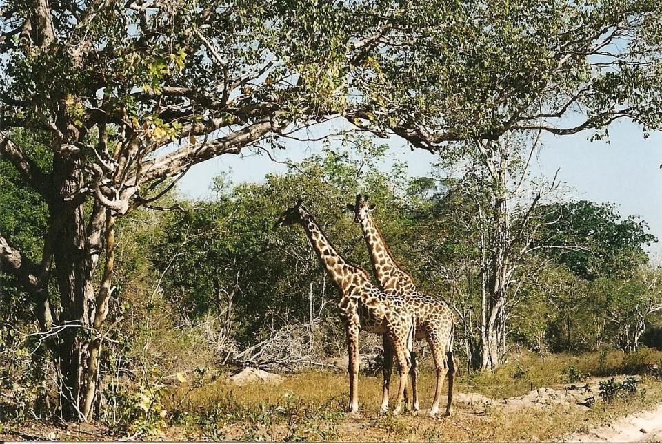 A la reserva Caza Selous en Tanzania se puede llegar solamente por ferrocarril y avioneta. Este parque da cobijo a multitud de especies: elefantes, ñus, leones, antílopes, jirafas, hipopótamos y cocodrilos entre otros animales.