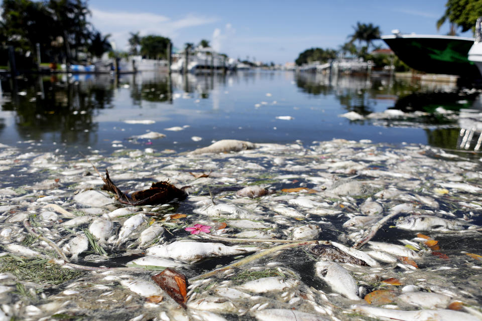 Thousands of dead fish float in the Boca Ciega Bay located near the mouth of Madeira Beach in Madeira Beach, Fla., in July. Red tide, which is formed by a type of bacteria, has killed several tons of marine life in Florida so far this year.