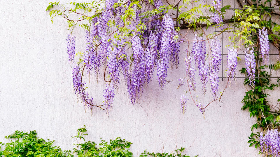 Chinese Wisteria