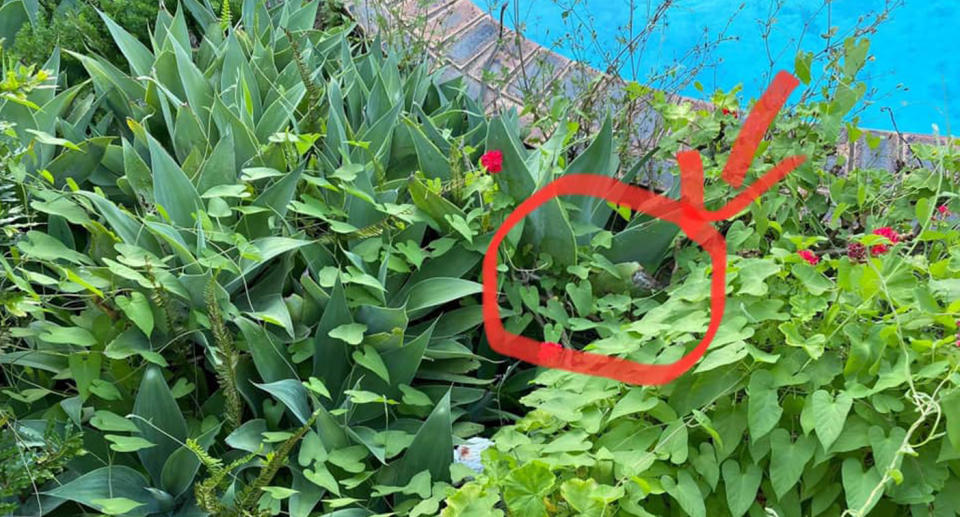 People on social media attempt to guess where a snake is hiding in a photo