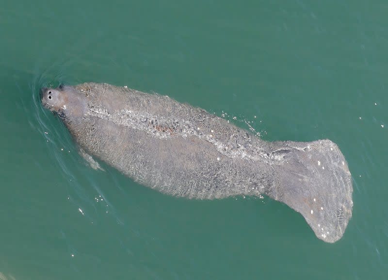 A manatee comes up for air is it swims in the Stranahan River on Thursday, April 2, 2020, in Fort Lauderdale, Fla. 