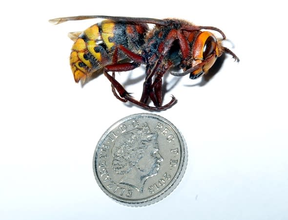 giant-hornet-resistant-to-poison-invading-british-homes