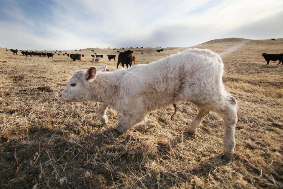 In this March 17, 2014 a newborn calf tries to stand on the O'Connor Ranch near Philip, South Dakota. The arrival of spring calving season brings hope to Chuck O'Connor who lost 45 of his 600 cows and 50 of his 600 calves in last fall’s unexpected blizzard. (AP Photo/Toby Brusseau)