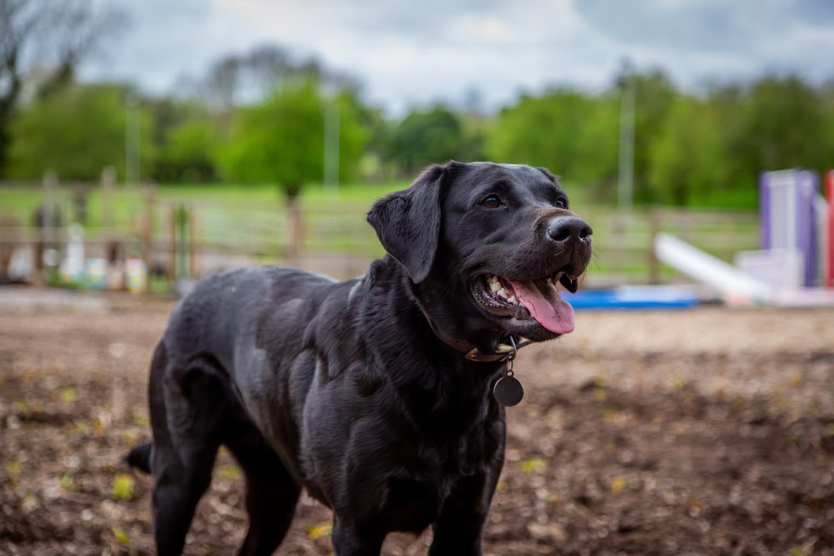 A happy black Labrador Retriever<p>JW.photography31 via Shutterstock</p>