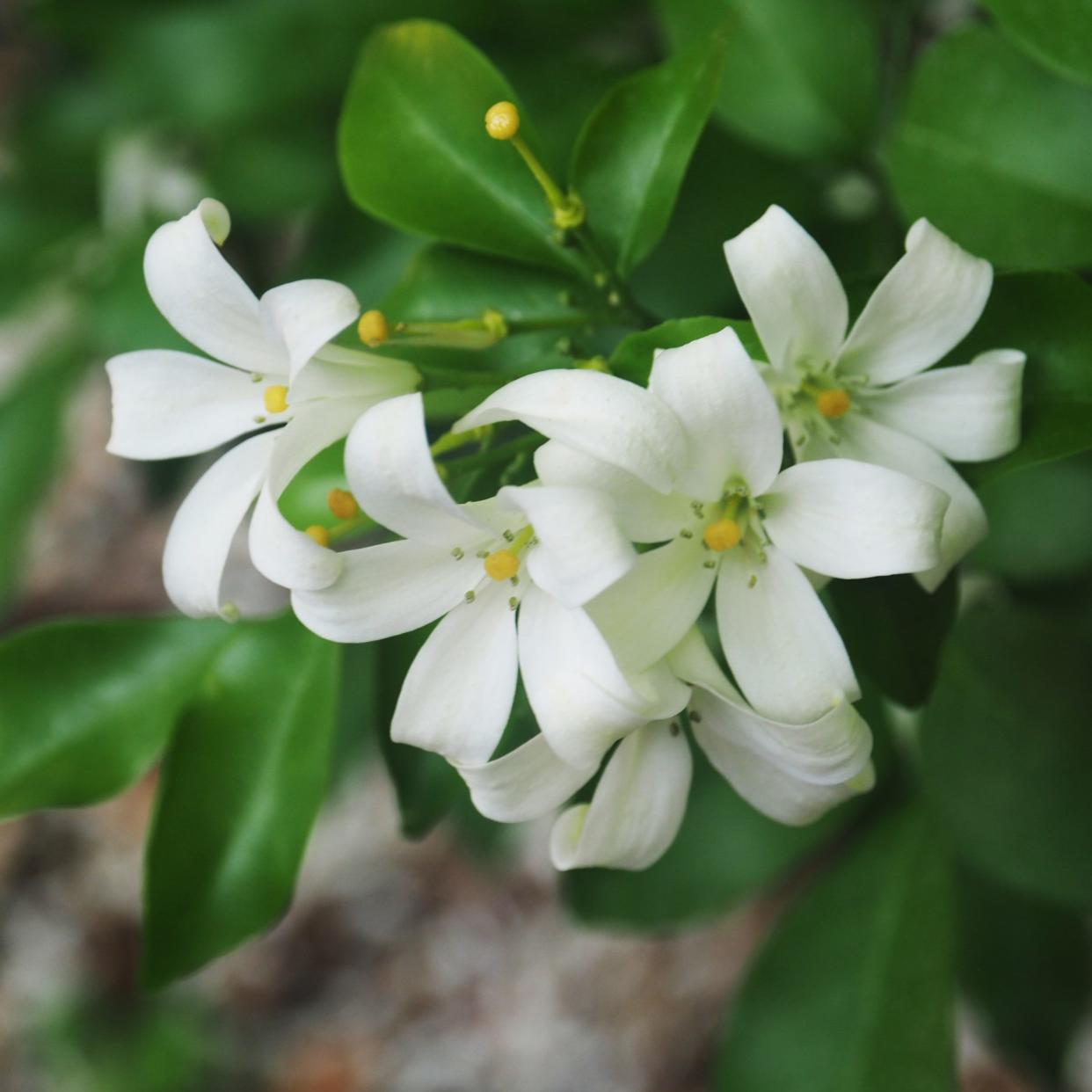 Trachelospermum jasminoides