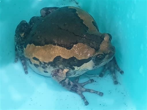 台南網友大雨後抓到的青蛙，急上網求解。（圖／翻攝自台南爆料公社臉書）