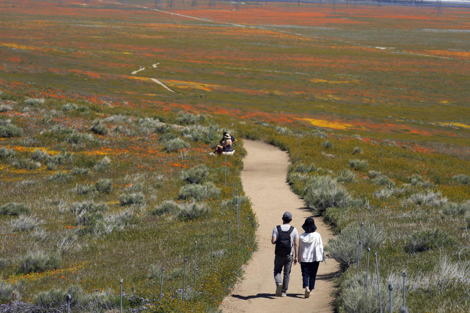 Personas caminan en un sendero entre campos de flores en la Reserva de Amapolas del Valle Antelope de California, el lunes 10 de abril de 2023 en Lancaster, California. (AP Foto/Marcio Jose Sanchez)