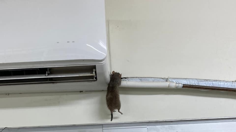網友將掛在冷氣電線上的老鼠屍體PO上網。（圖／翻攝自爆廢公社臉書）