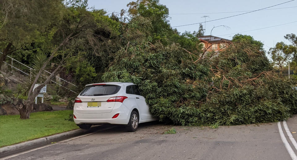 A tree downed in Berowra overnight. Source: Yahoo News Australia/Paul Newman