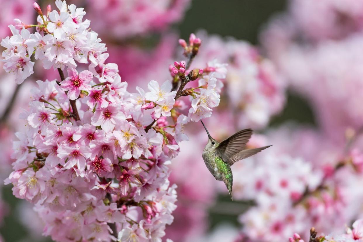 costa's hummingbird in cherry blossoms