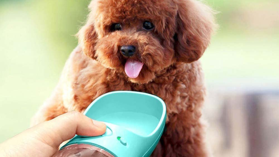 It is important to keep your dog hydrated on hot days since water makes up 60% of your pup's body.