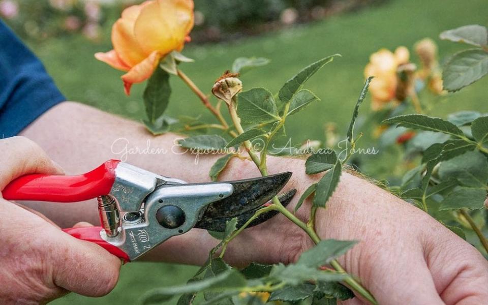 Deadheading roses (Rosa 'Lady of Shalott') with secateurs - Andrea Jones