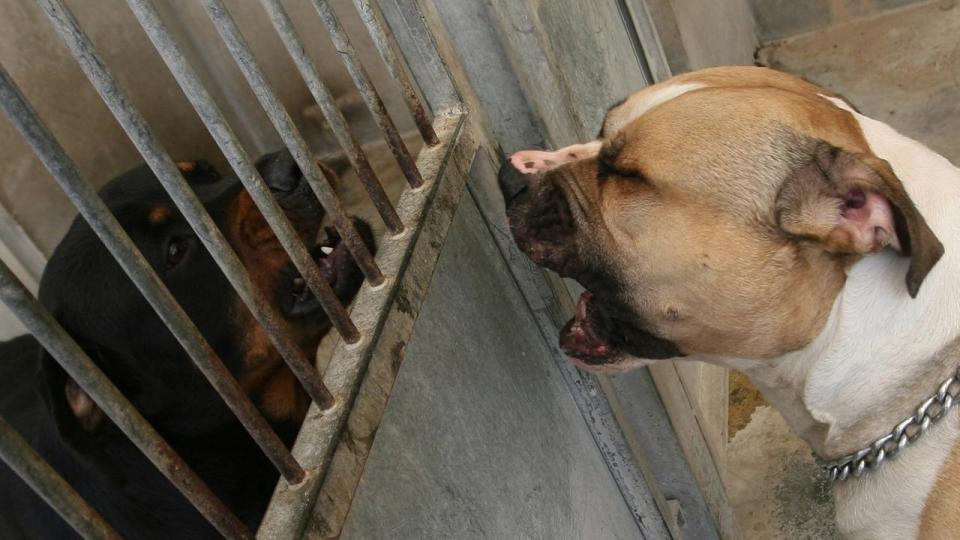 The American Staffordshire terrier (r) which killed a 17mth-old girl in the Paris suburb of Sevran is held in the SPA (Society for the Protection of Animals) dog pound 13 Jun 2006 at Gennevilliers. AFP PicThomas/Coex animal attacks dogs snarling dangerous france