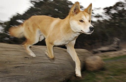 Photo illustration of a dingo. A coroner Tuesday ruled that a dingo took baby Azaria Chamberlain, who vanished from the Australian desert 32 years ago in a case that caused a worldwide sensation