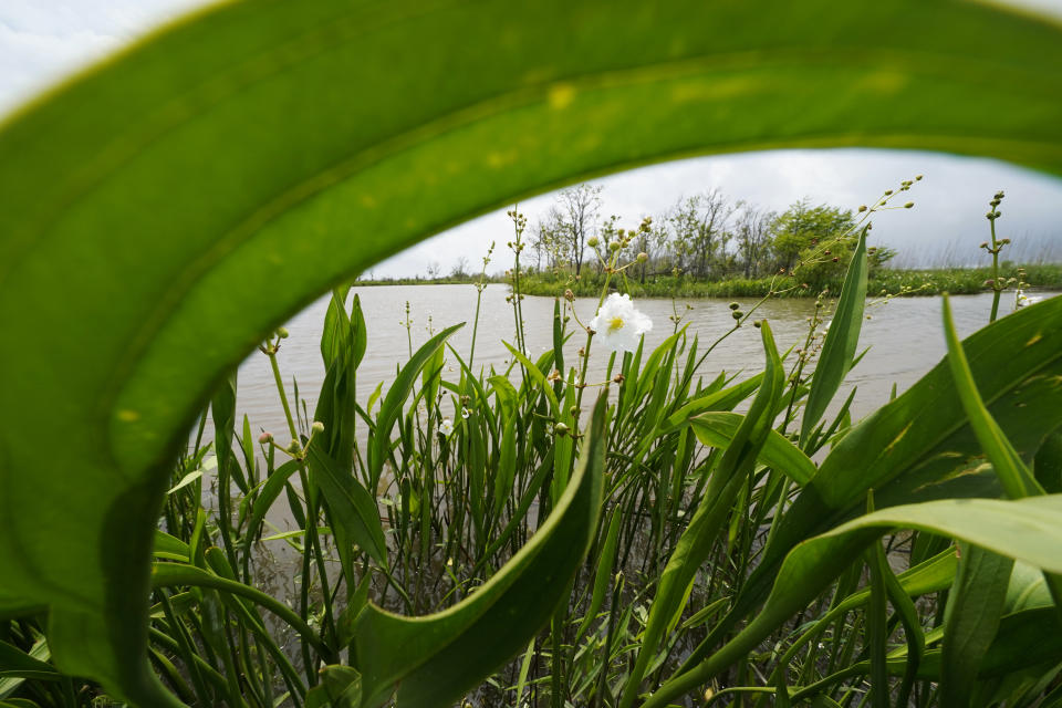 Flowering bullstongue arrowhead is seen in a a marsh on McIlhenny Company property on Avery Island, La., where Tabasco brand pepper sauce is made, Tuesday, April 27, 2021. While sinking land is a problem throughout southern Louisiana, Avery Island and four smaller salt domes along the Gulf Coast are still slowly rising. But the danger from hurricanes remains. (AP Photo/Gerald Herbert)