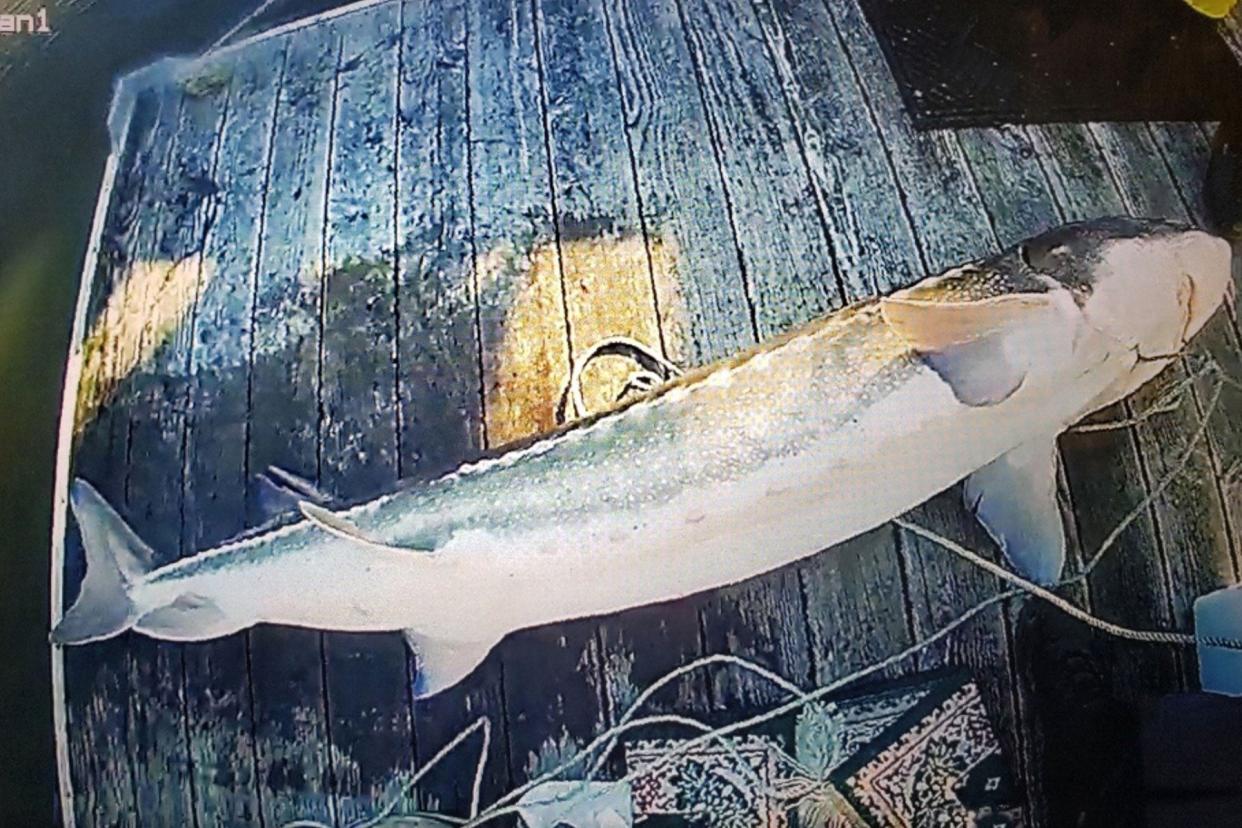 A sturgeon on a fishing dock.