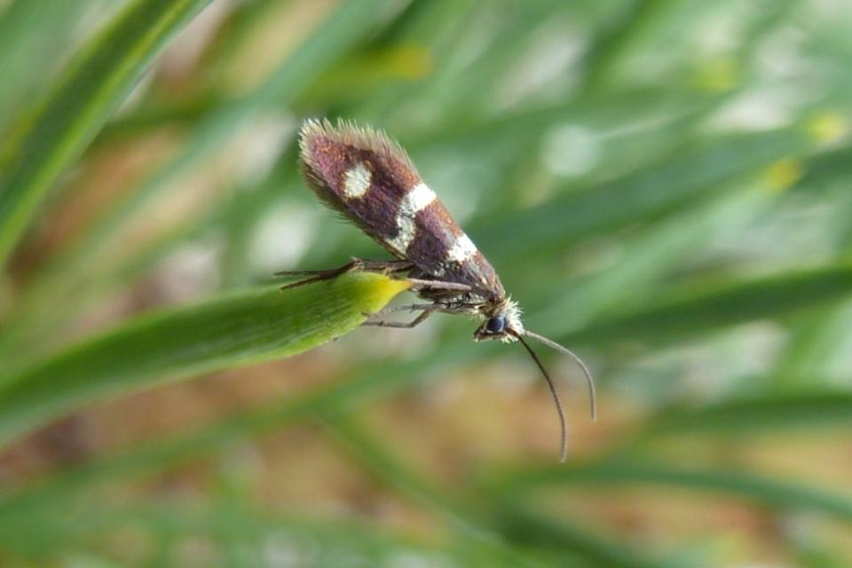Brown and white 'micromoth' rests on a plant tip