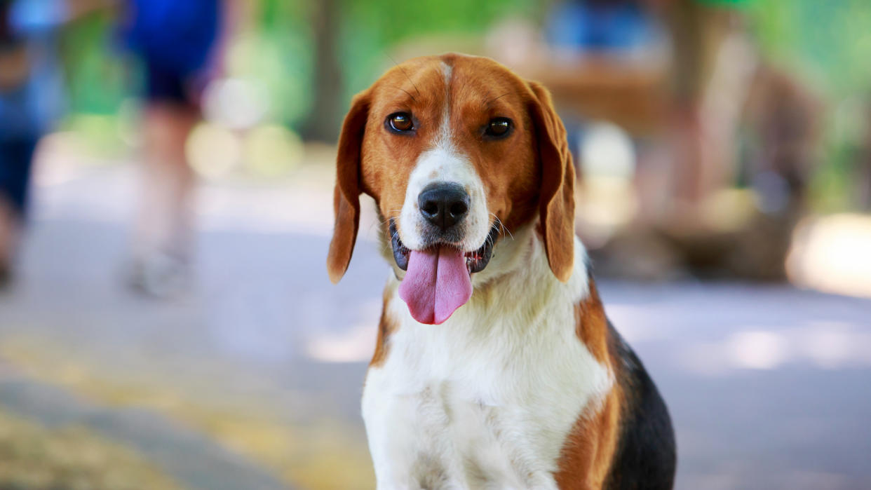 portrait of American foxhound