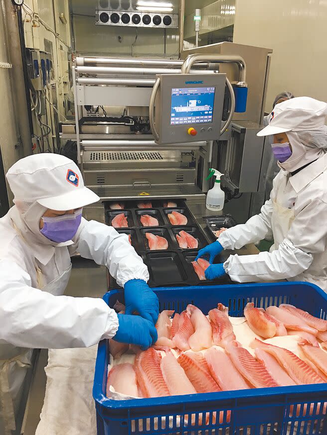 台灣鯛採逐批檢驗強化國際競爭力，並以契作養殖避免供過於求，現在內外銷情況相當穩定。圖為業者引進貼體包裝機，增加魚類保鮮度。（本報資料照片）
