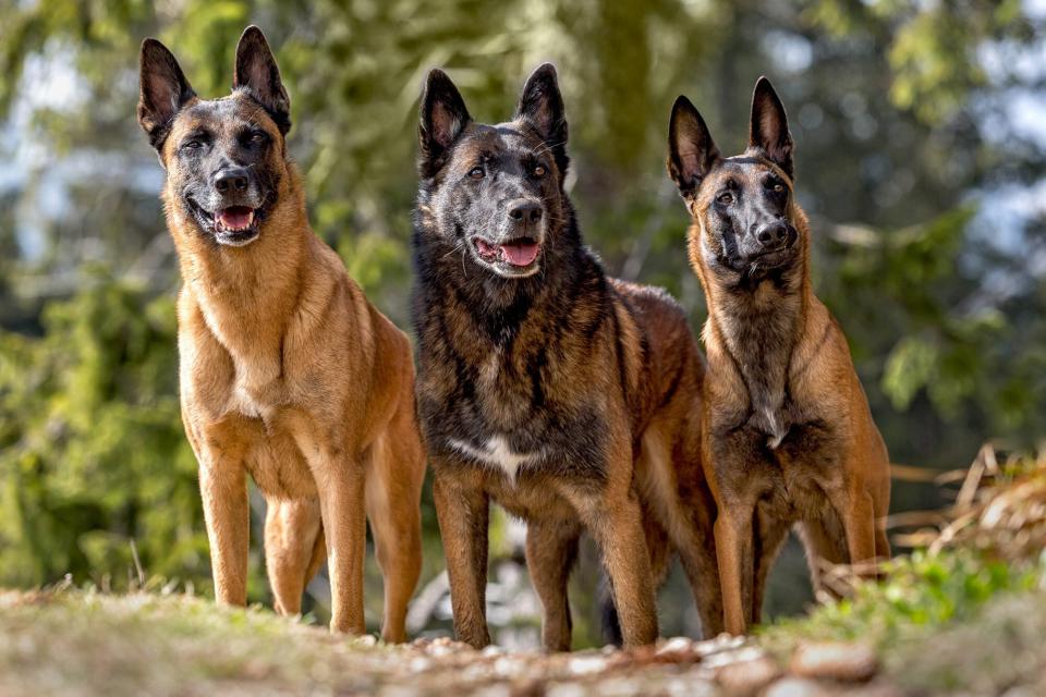 three Belgian Malinois standing in wooded area