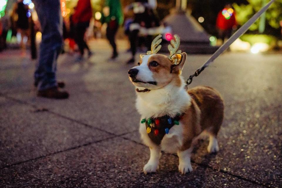 Festive costumes (even for dogs) are encouraged for the Southern Lights Stroll at the Kentucky Horse Park.