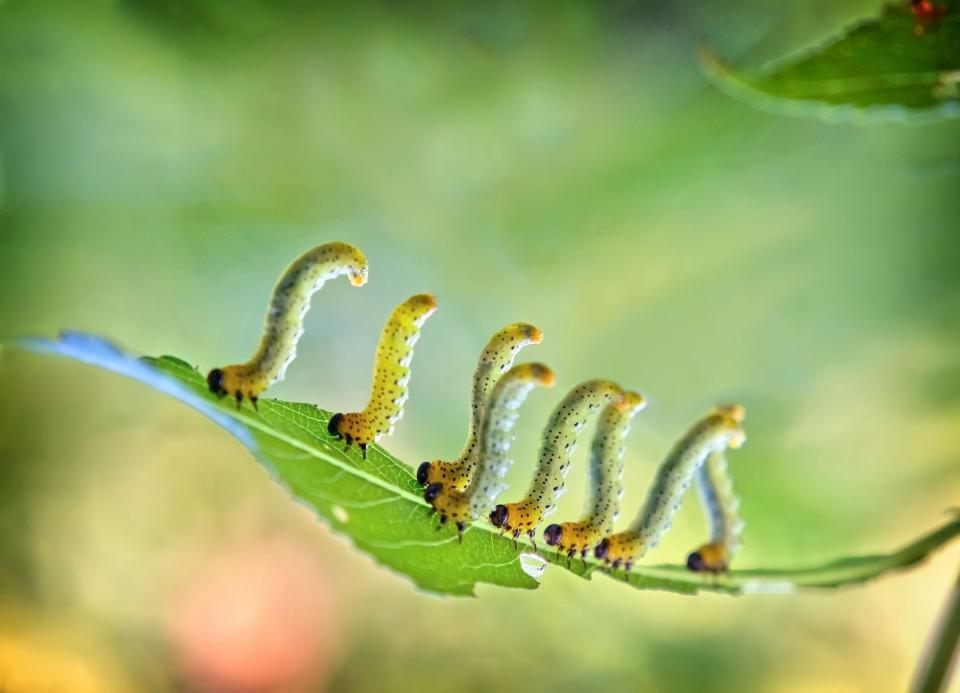 Caterpillars walking on leaf