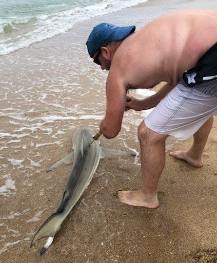 A blacktip shark gets tagged by a member of BJ Taylor's Southern Bred charter team.