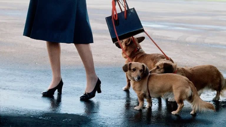 queen elizabeth ll arrives at aberdeen airport with corgis