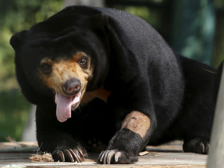 FILE PHOTO: A sun bear is seen inside a semi-natural enclosure at a bear rescue center in Tam Dao national park, north of Hanoi, Vietnam, July 22, 2015. REUTERS/Nguyen Huy Kham/File Photo