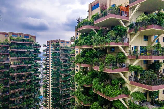 <p>Des bâtiments résidentiels "végétalisés" du sud-ouest de la Chine, avec plantes luxuriantes sur les balcons des appartements, se retrouvent envahis par leur propre végétation au point d'être fuis par leurs résidents, à Chengdu, en Chine. </p>