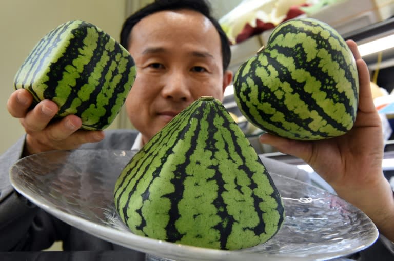 Senior managing director Mototaka Nishimura of the Shibuya Nishimura luxury fruit shop displays square, pyramid and heart-shaped watermelons at the company's main store in Tokyo, on July 1, 2015