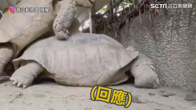 過程中「額啊~」的聲音此起彼落。（圖／壽山動物園 授權）