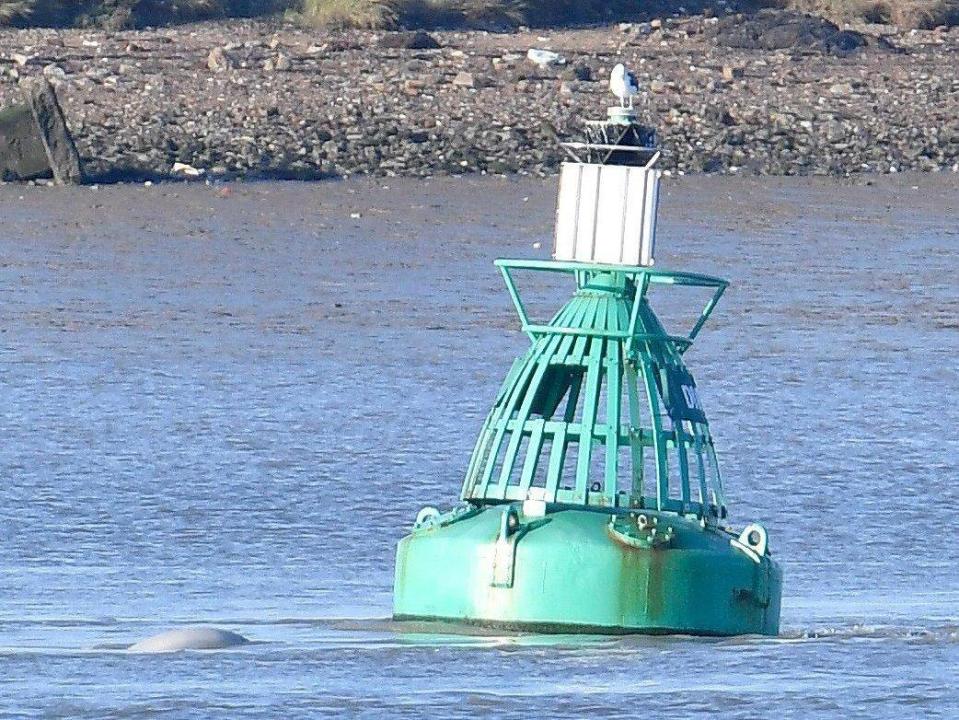 The beluga was seen near a buoy near Gravesend (REUTERS)