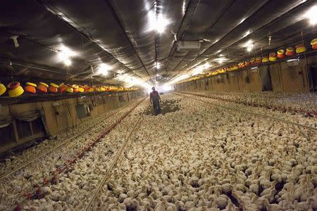 Chicken farmer Craig Watts walks though a chicken house looking for dead and injured birds at C&A Farms in Fairmont, North Carolina, June 10, 2014. REUTERS/Randall Hill