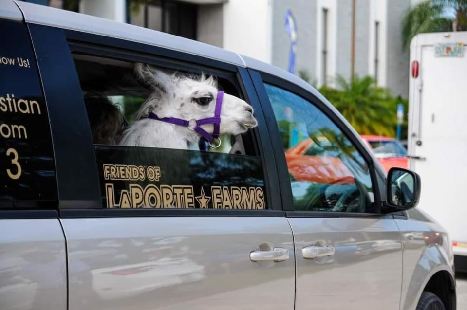 Moondance the llama at LaPorte Farms in Sebastian rides in a minivan. He is a good-natured llama who enjoys visiting daycares and assisted-living centers.