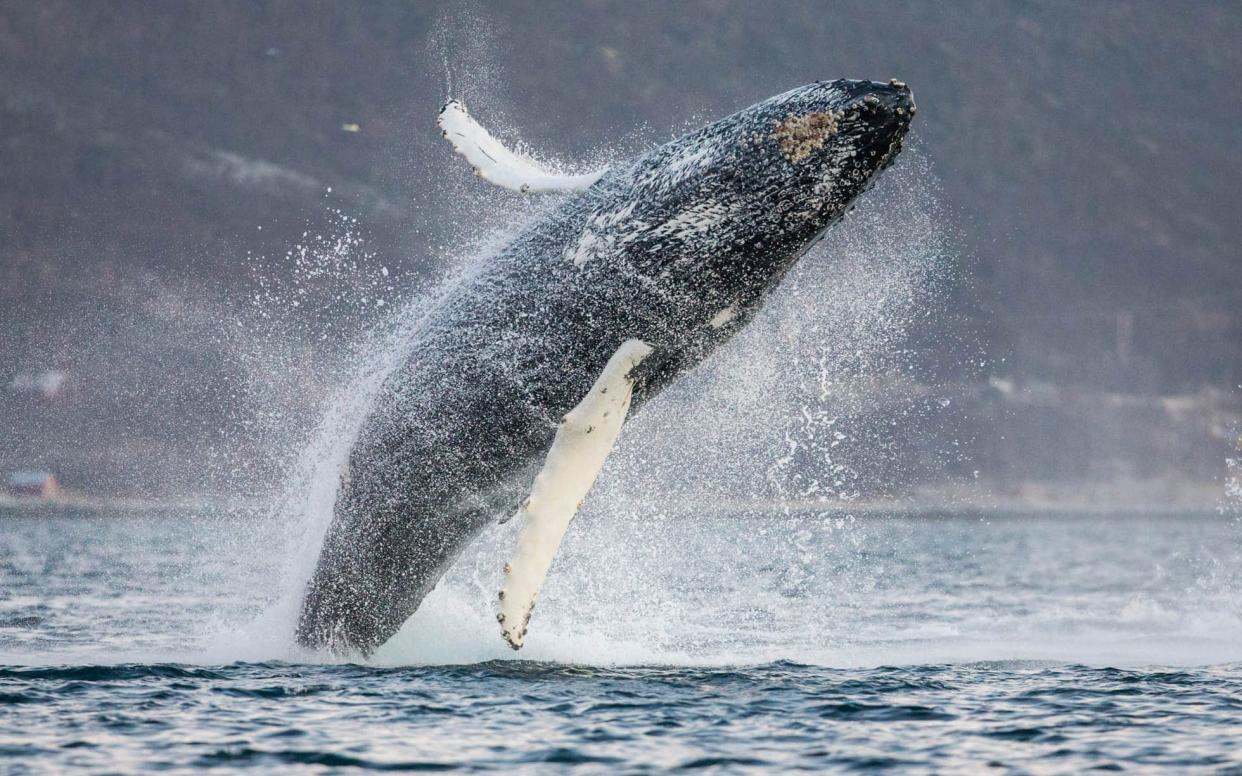 The study of Humpback whales lasted 13 years - Espen Bergersen / NPL/ mediadrumworld.com