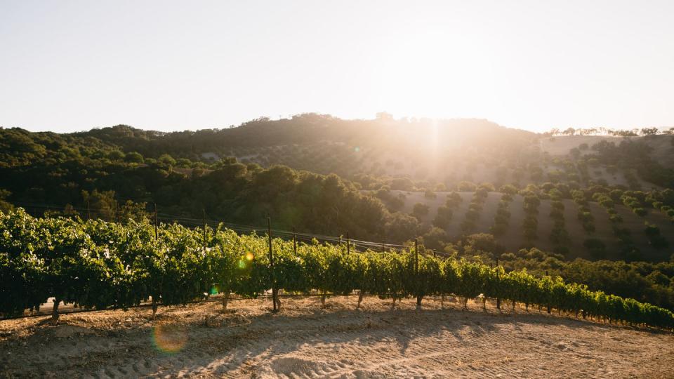 daou vineyards patrimony estate paso robles