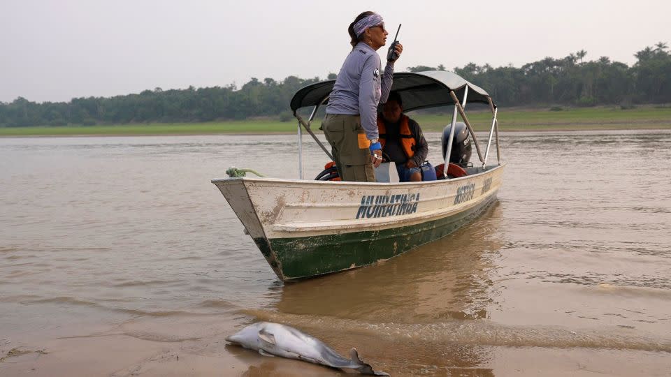 Researcher Miriam Marmontel, from the Mamirauá Institute for Sustainable Development, after finding a dead dolphin at Lake Tefé on September 18, 2024. - Leonardo Benassatto/Reuters