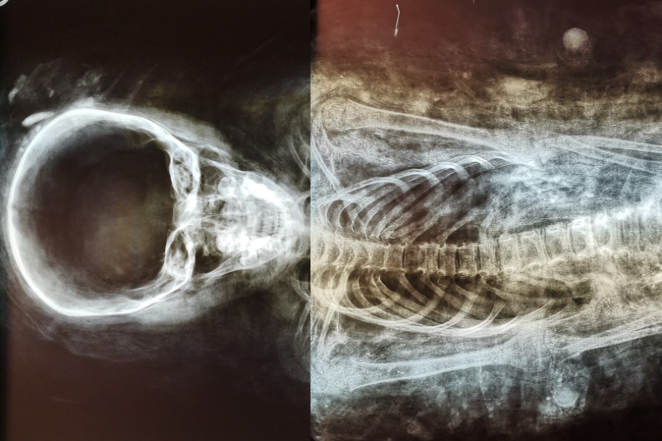 Un equipo de científicos logró reconstruir el rostro de un niño egipcio que fue momificado hace 2000 años basándose en un retrato y en una tomografía computada con imágenes 3D