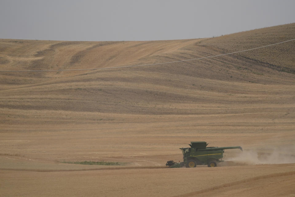 A combine harvests wheat, Thursday, Aug. 5, 2021, near Pullman, Wash. Across eastern Washington, a drought the National Weather Service classified as "exceptional" has devastated what is normally the fourth largest wheat crop in the nation. (AP Photo/Ted S. Warren)