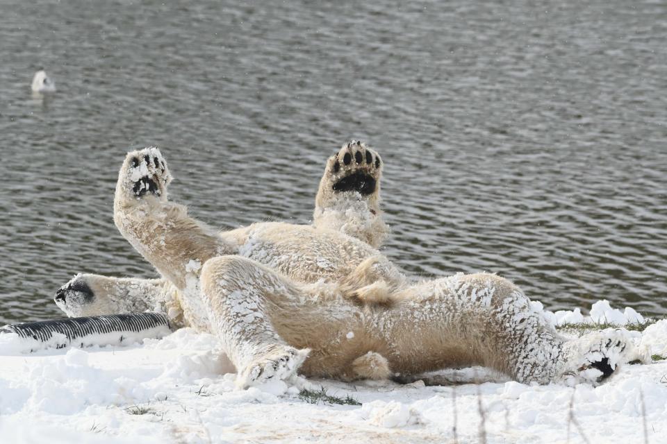 A polar bear at Yorkshire Wildlife Park enjoying the snowYorkshire Wildlife Park