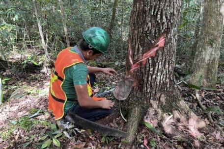 Un chiclero recolecta el látex del chicozapote. Foto: Juan Mayorga.