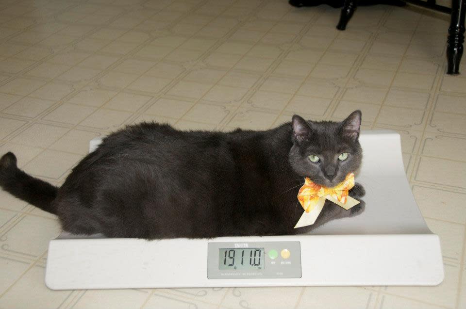 <div class="caption-credit"> Photo by: Fredericton SPCA / Facebook</div>Here's the latest photo of Tiny, under 20 pounds at last. If you're inspired to put your own portly puddytat on a diet after reading Tiny's story, Haggerty has some advice: "Definitely talk to a veterinarian about it, because weight loss in cats, especially if it's done too quickly, can actually become fatal... It's really really important to do it with the guidance of a veterinarian." Plus, you'll want to do testing to see about any underlying conditions that are either causing or caused by the extra weight. <br> <br> And don't forget about exercise. People take their dogs for a couple walks a day, but often forget about cats in that regard, Haggerty comments. "Planning play sessions," stashing treats or food puzzles on shelves, or just dangling a feather wand for a few minutes each day can help get your cat active. But ask your vet about that, too -- "it's something that should be taken quite seriously." <br> <br> Good luck, Tiny! <br>