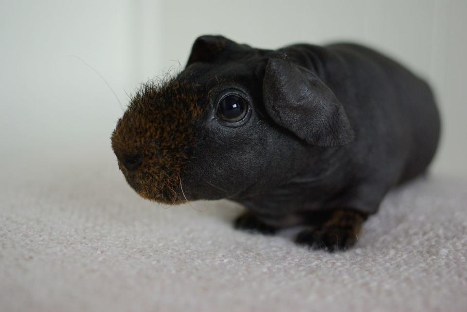 Skinny Guinea Pig