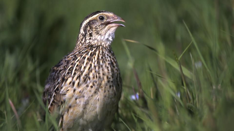 The common quail (Coturnix coturnix).